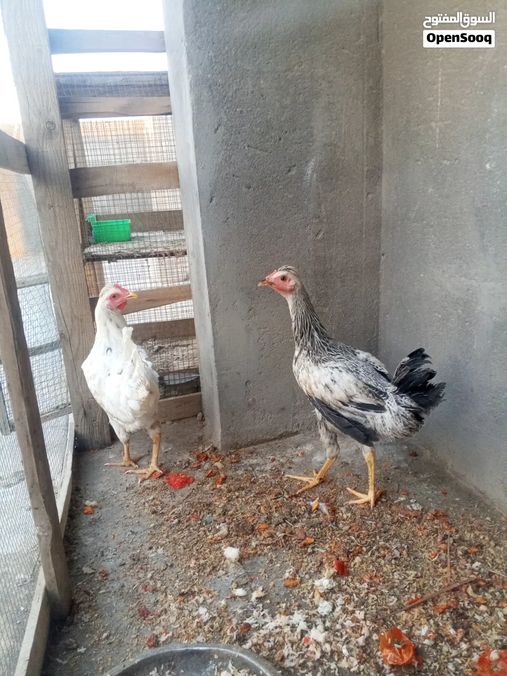دجاج عرب للبيع