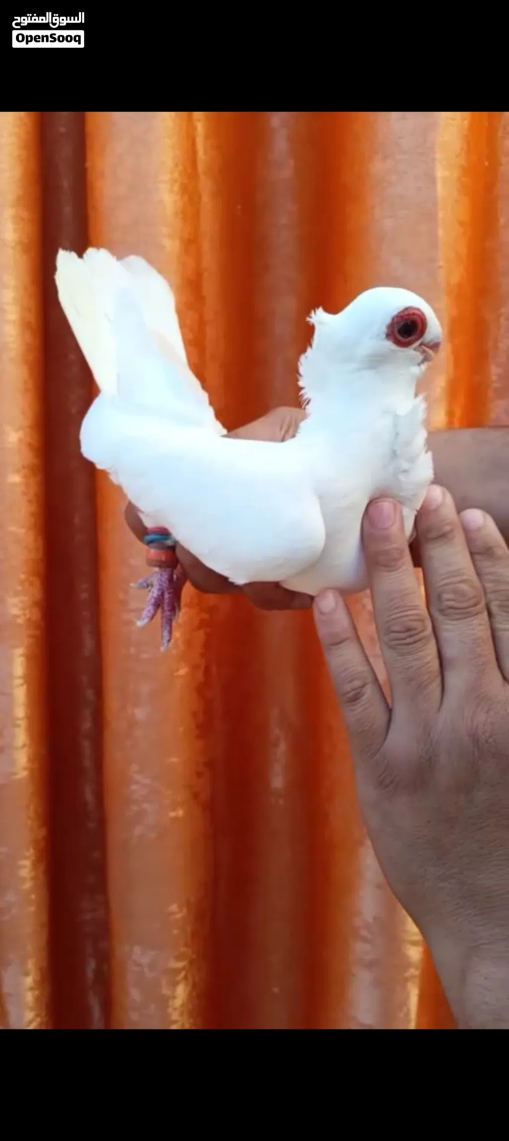 ثلث اجواز وفحل طير حمام صلاة النبي