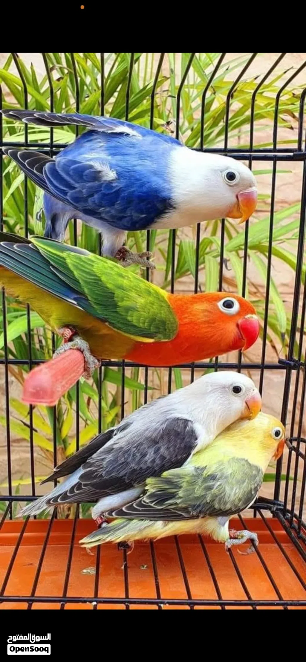 محل طيور في العقبه