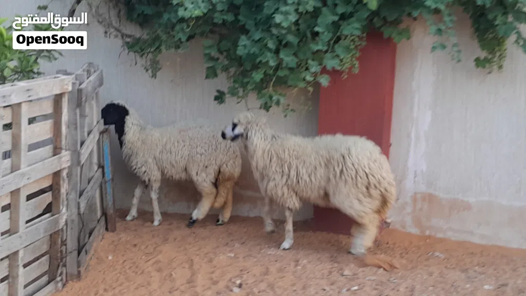 2فطايم وطنيات خوات توميات ربي يبارك عمرهم ف8شهور سليمات من العيوب والامراض