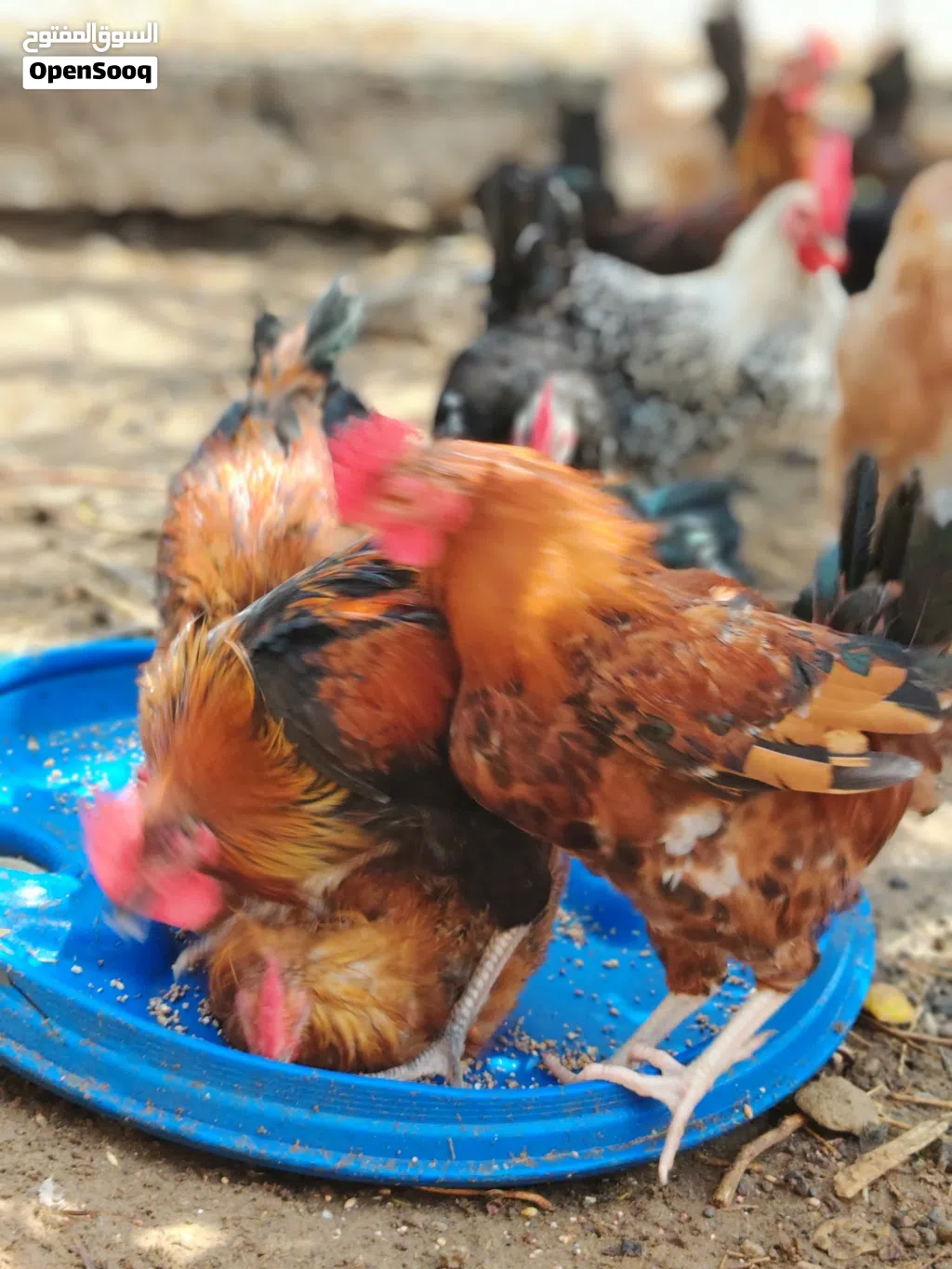 دياكة للبيع عمر 5 شهور منوع عماني فرنسي وبيور فيومي سعر الطير الواحد 3 ريال