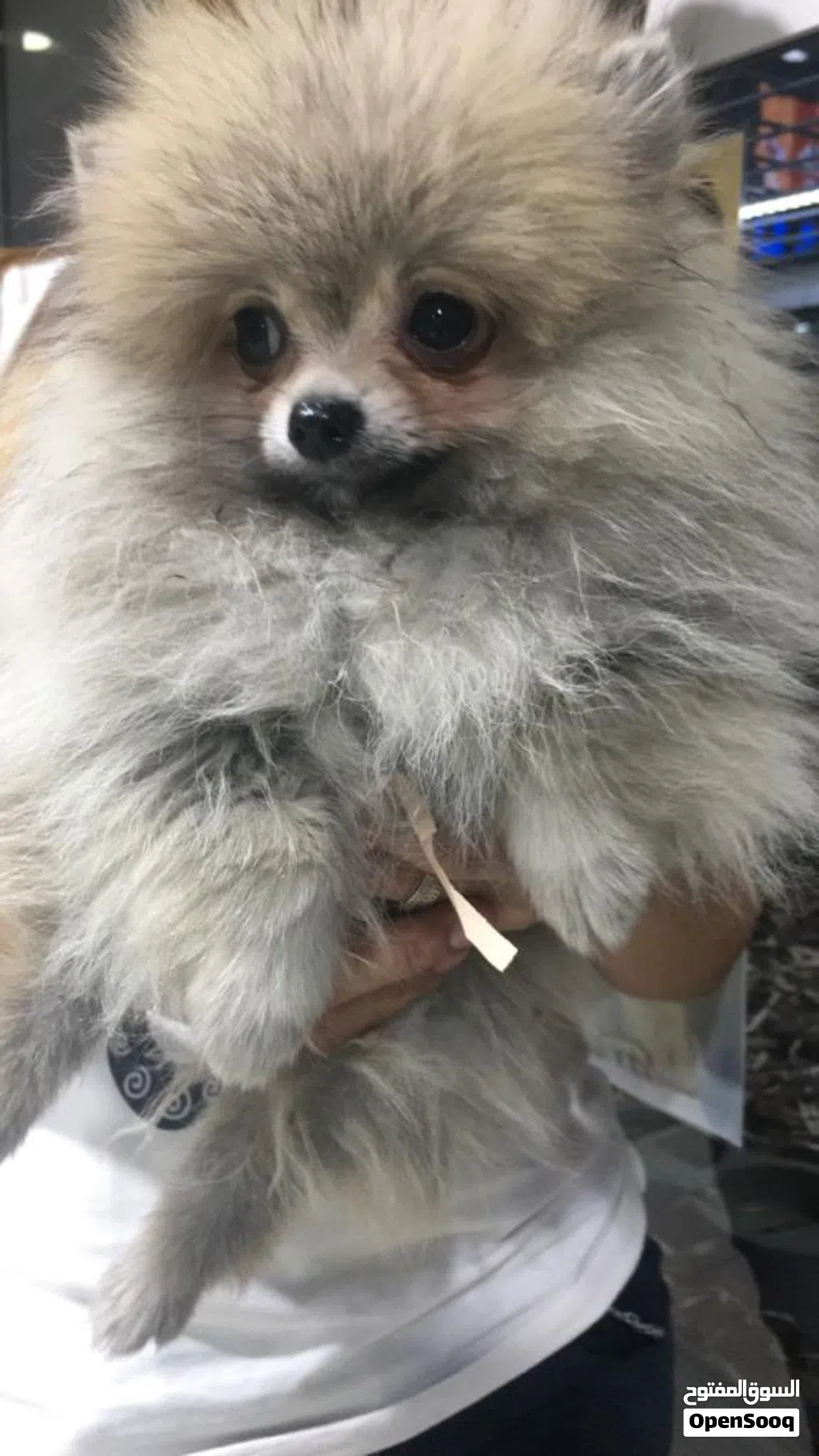 Cut Pomoranian 4 months old