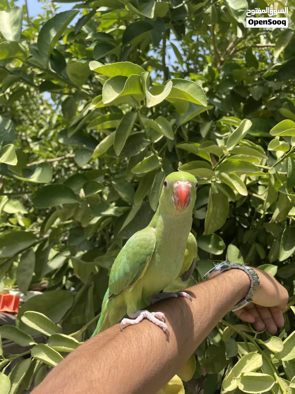 ببغاء دره اليفه