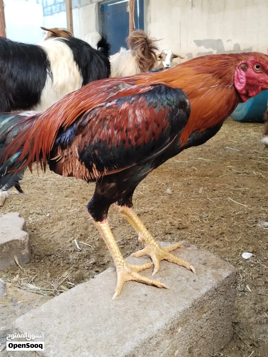 ديك باكستاني عمره تقريبا سنه معي من يوم صغير