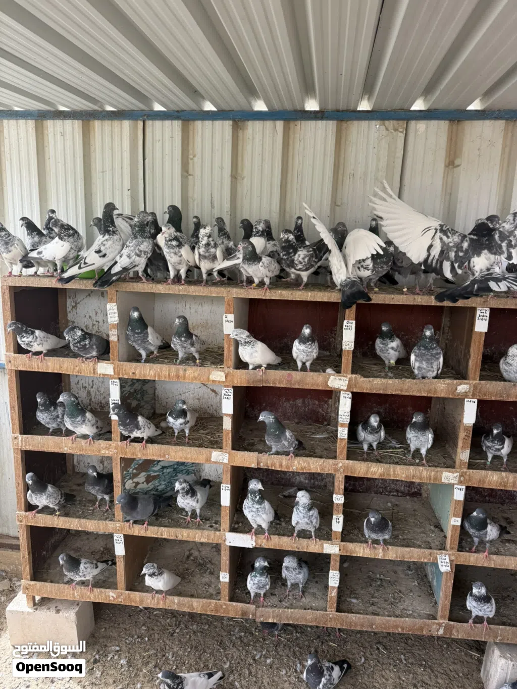 حمام باكستاني طيار بيور وفروخ كراسات