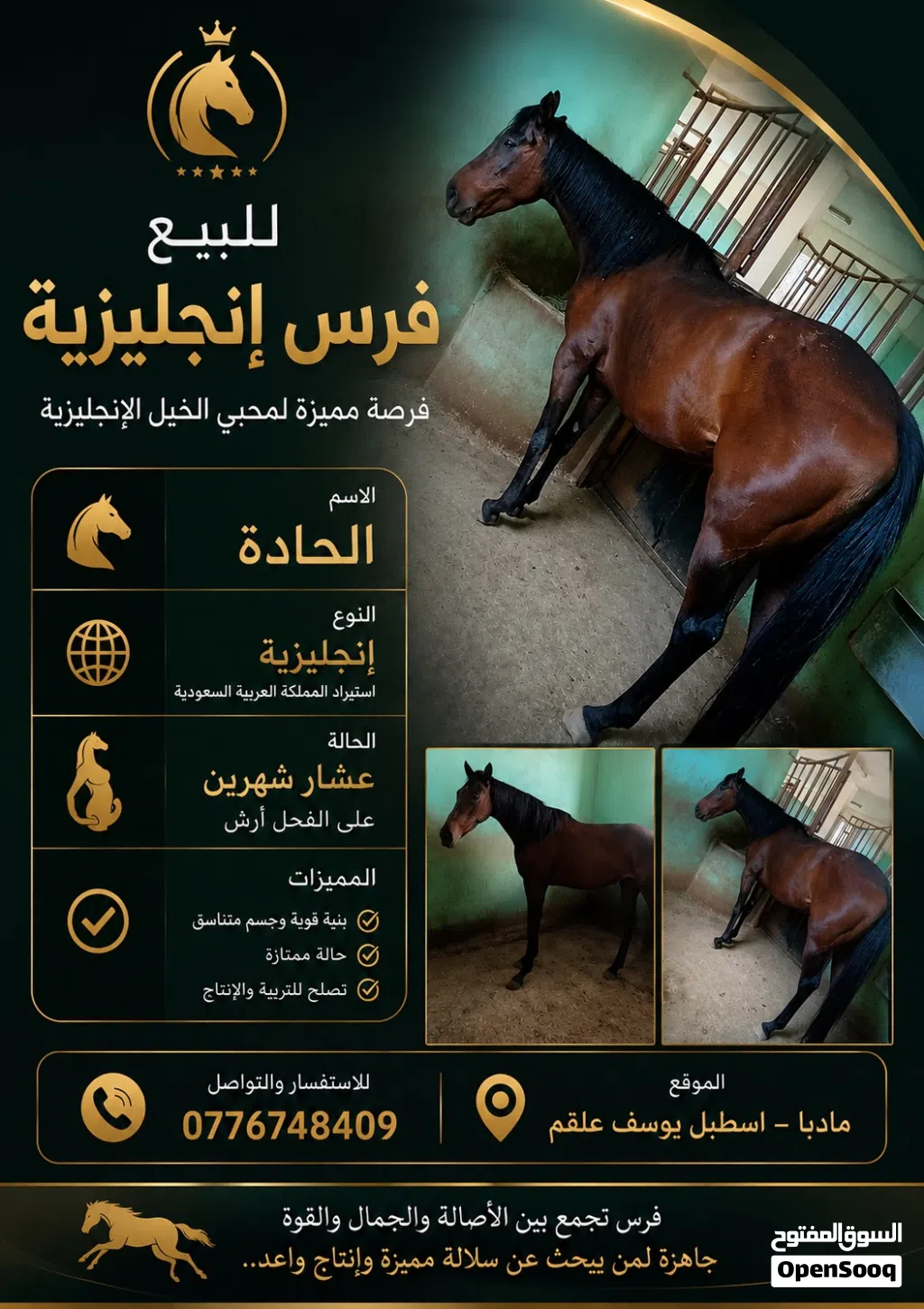 فرس انجليزية مستوردة للبيع
