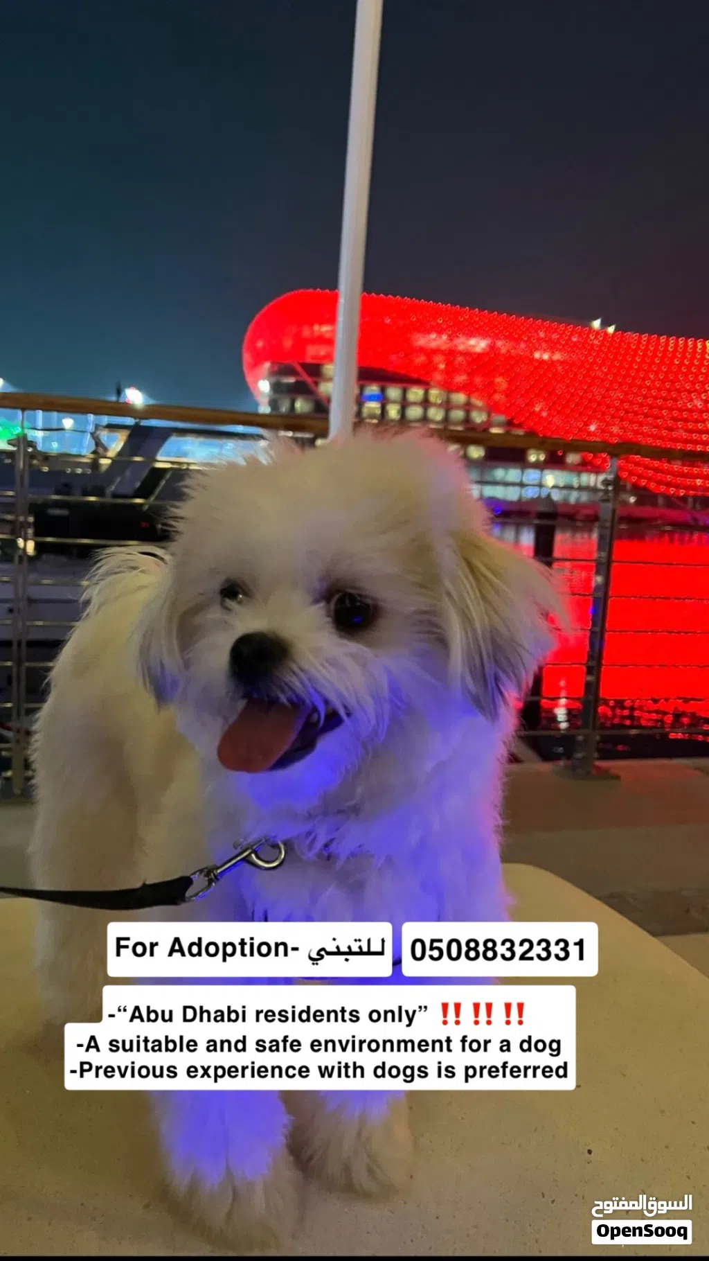 2 years female maltese