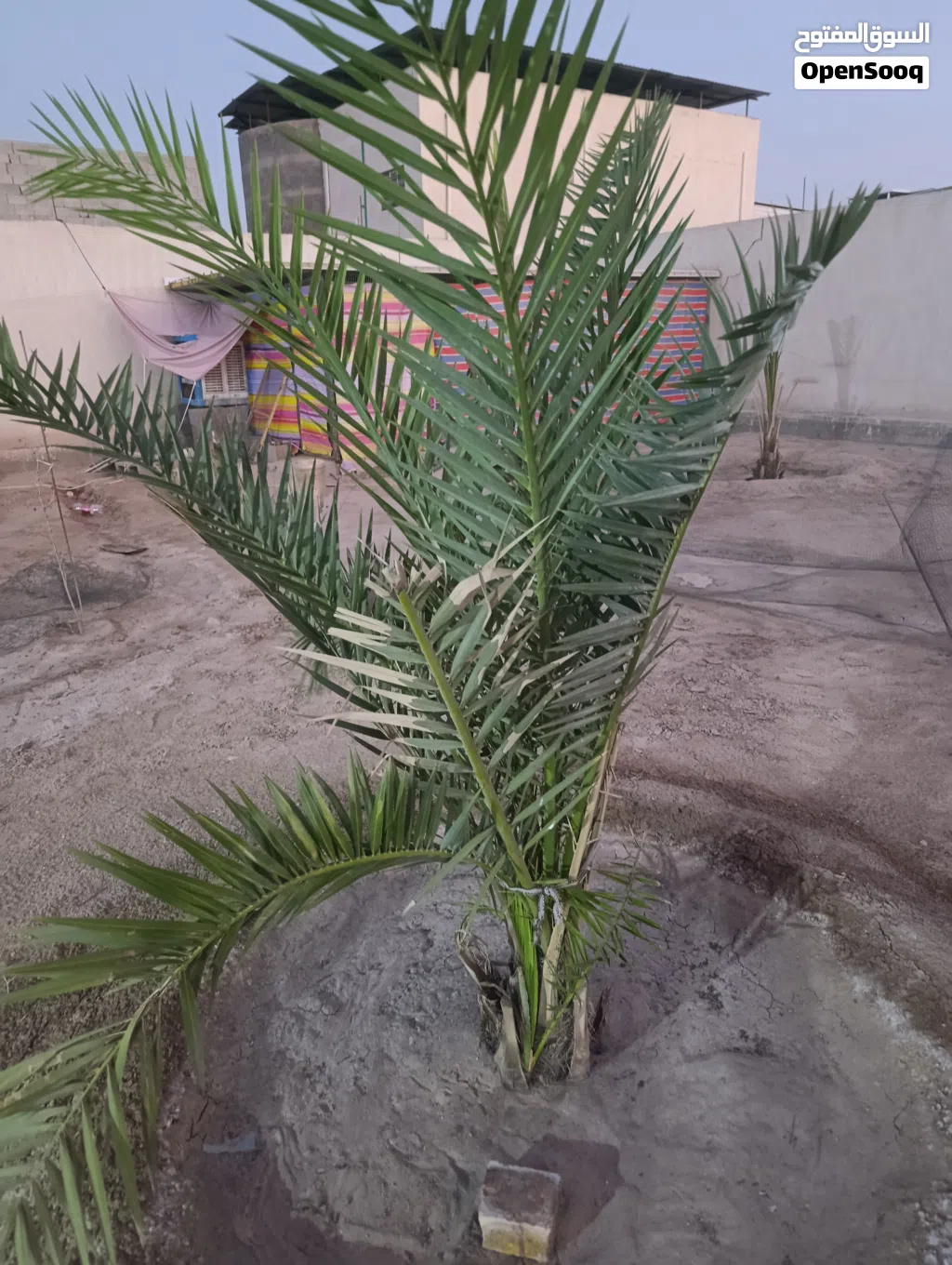 نخيل برحي ابو الخصيب كفالة احجام كبيرة باسعار مناسبة العدد 9