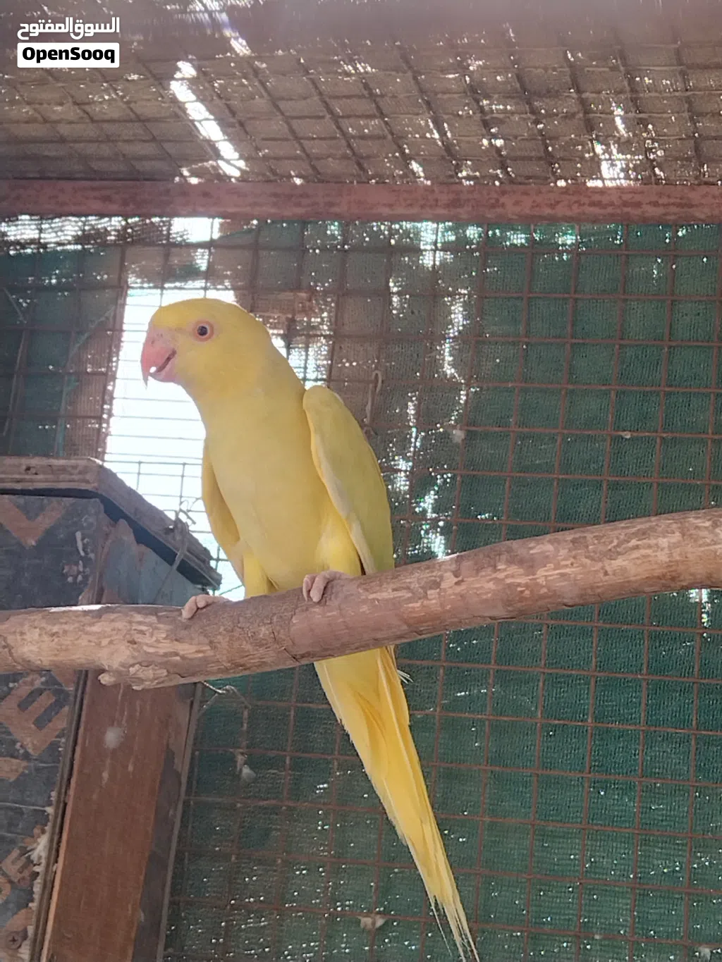 تصفيه دره ملونات باقي الطيور في الخاص