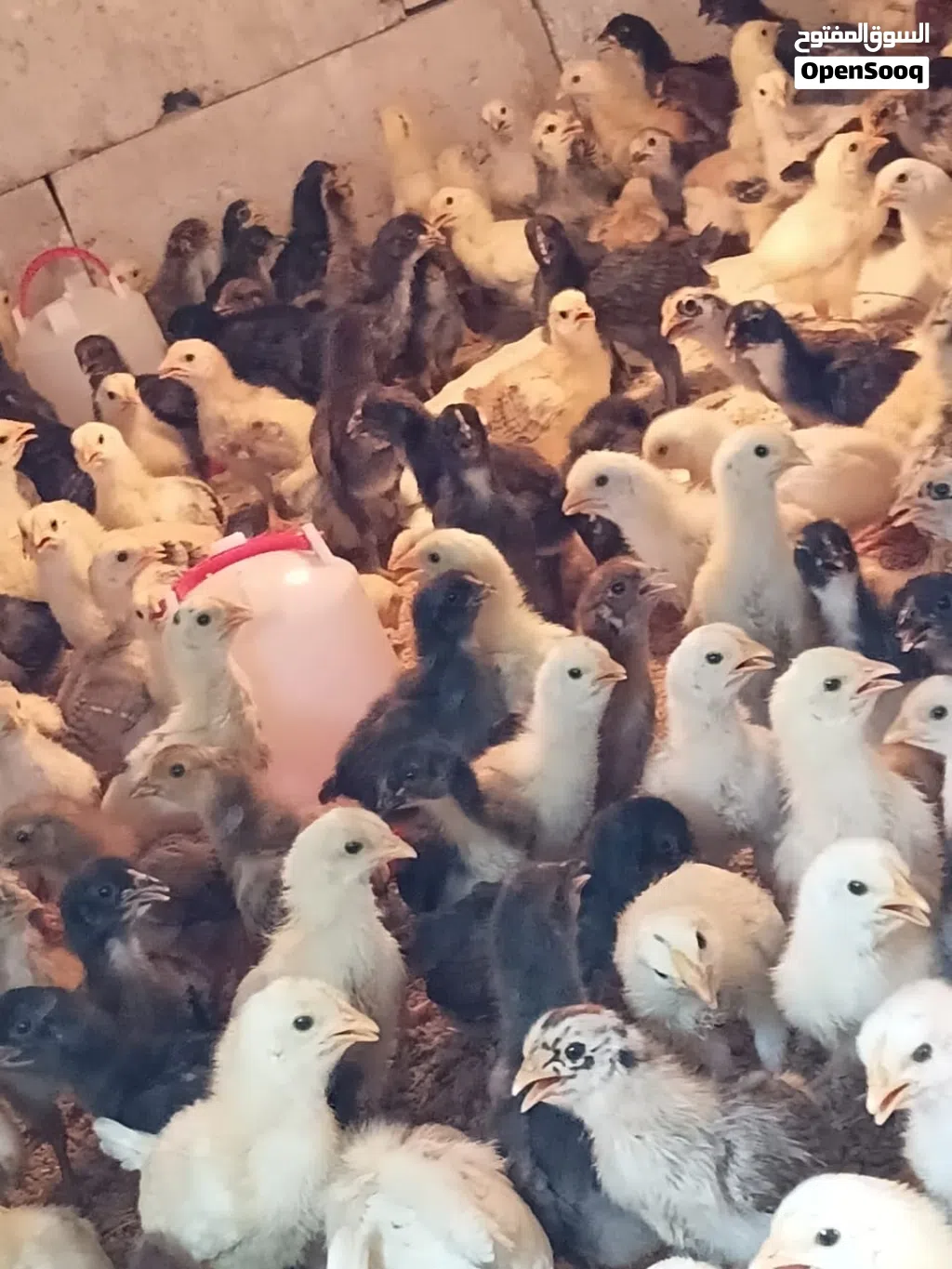 صوص دجاج بلدي
