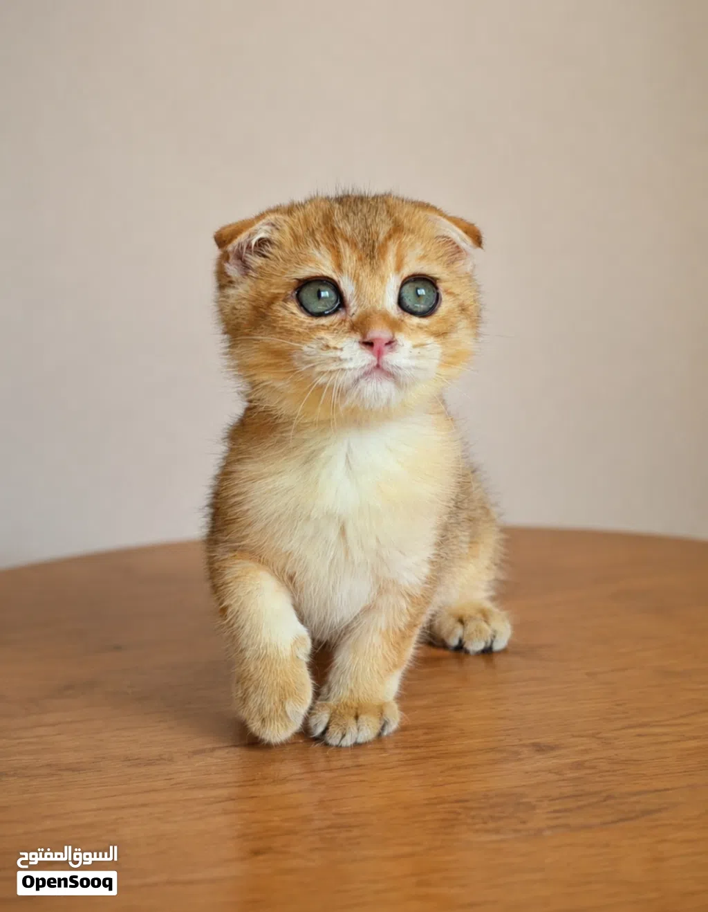 Scottish Fold(Male)