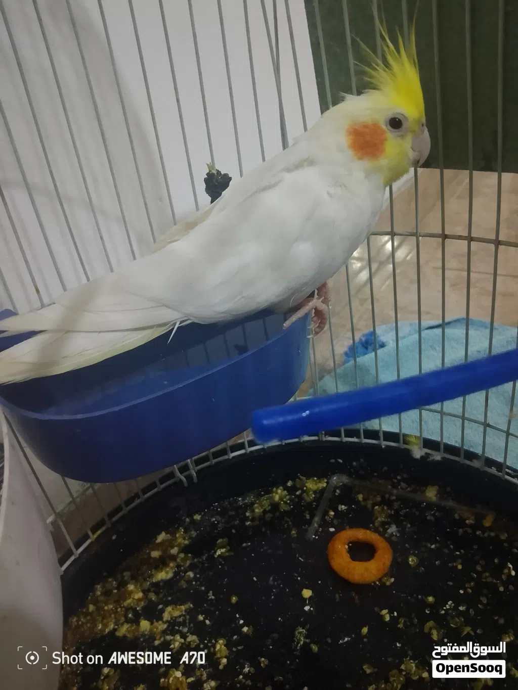 متاح لاتينو حبه صحه ونانضافه