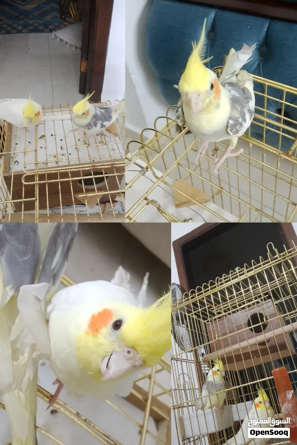 جوز طيور الكوكتيل للبيع