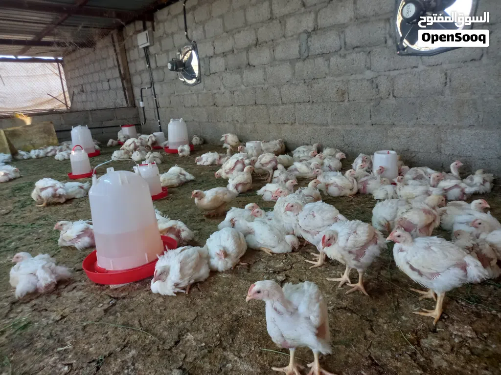 يوجد لدينا دجاج ابيض لاحم الوزن من 700 الى 800 جرام