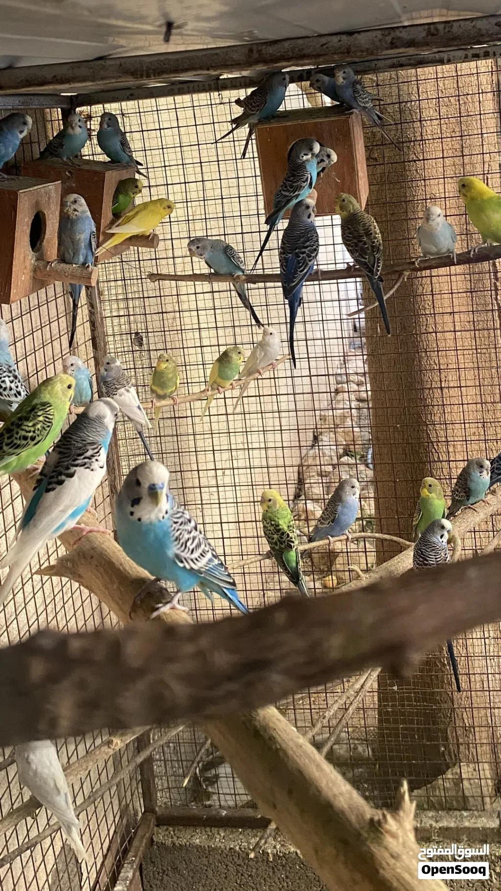 طيور بادجي بالجمله للبيع