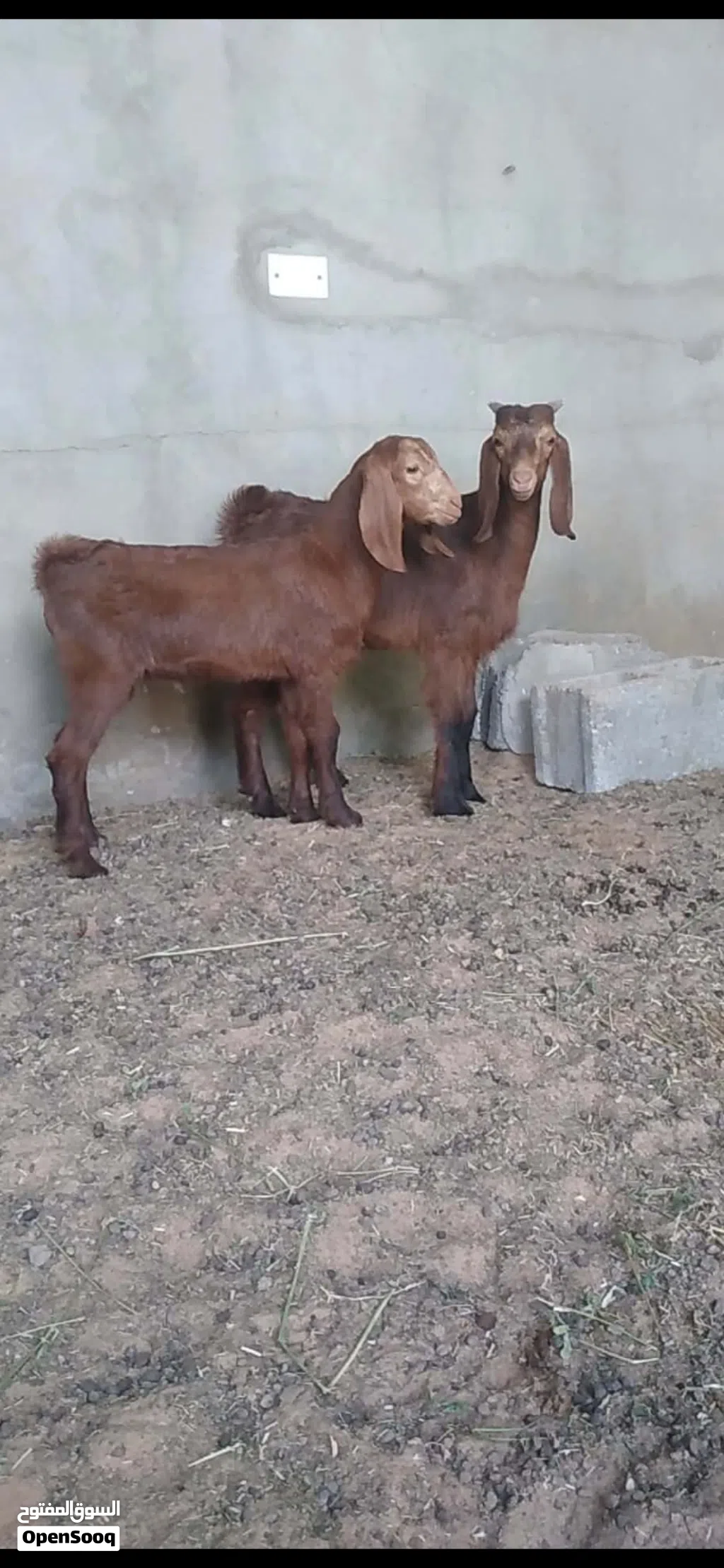 2 جديان للبيع