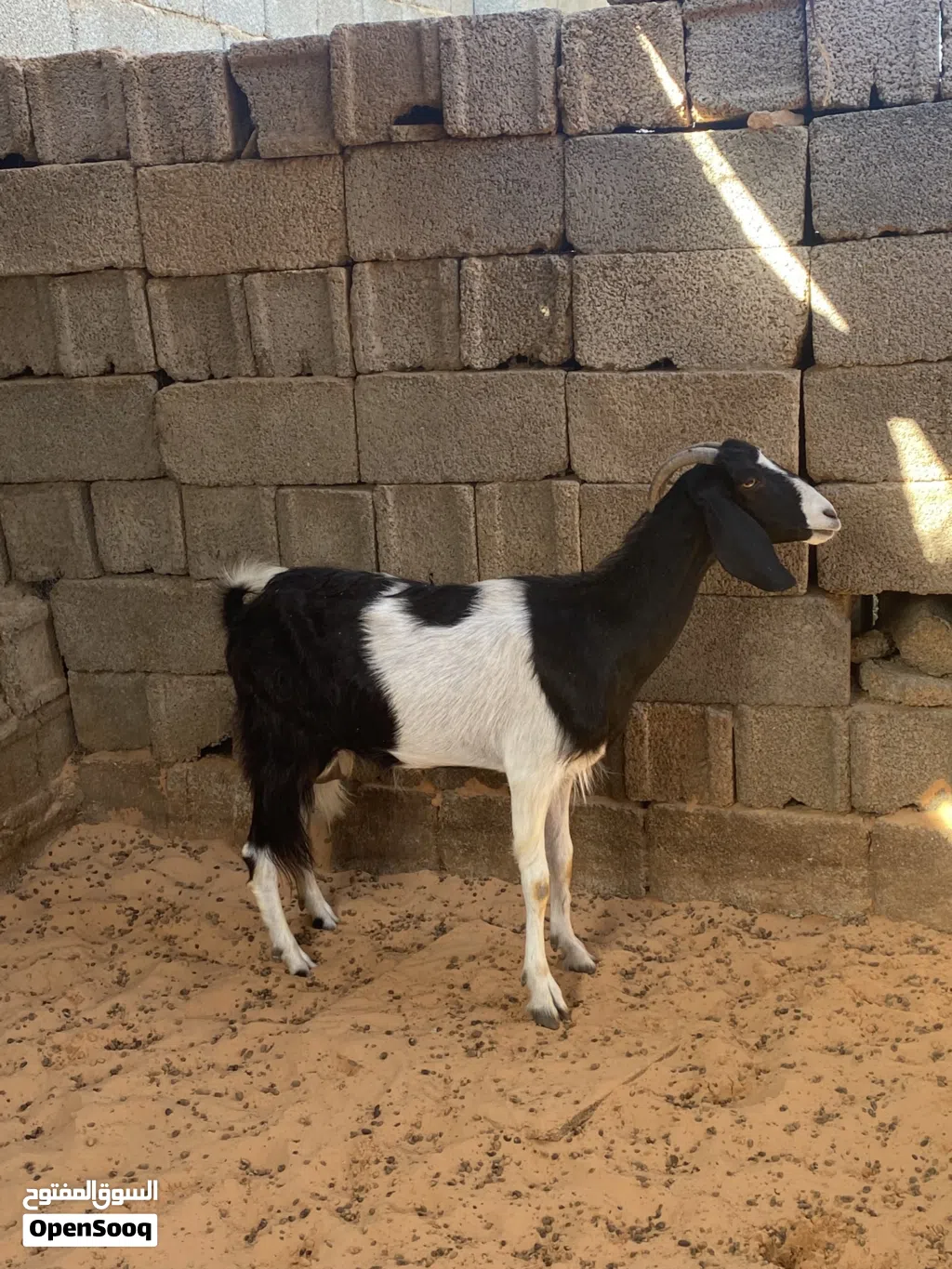 عنز ربي يبارك