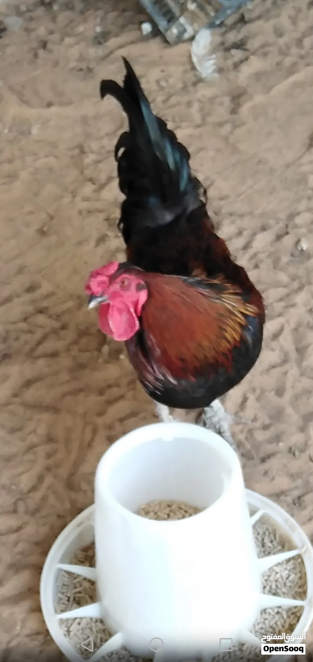 دجاج عربي للبيع