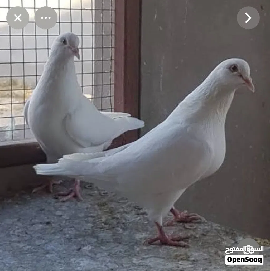 مطلوب حمام لاحم فرنسي