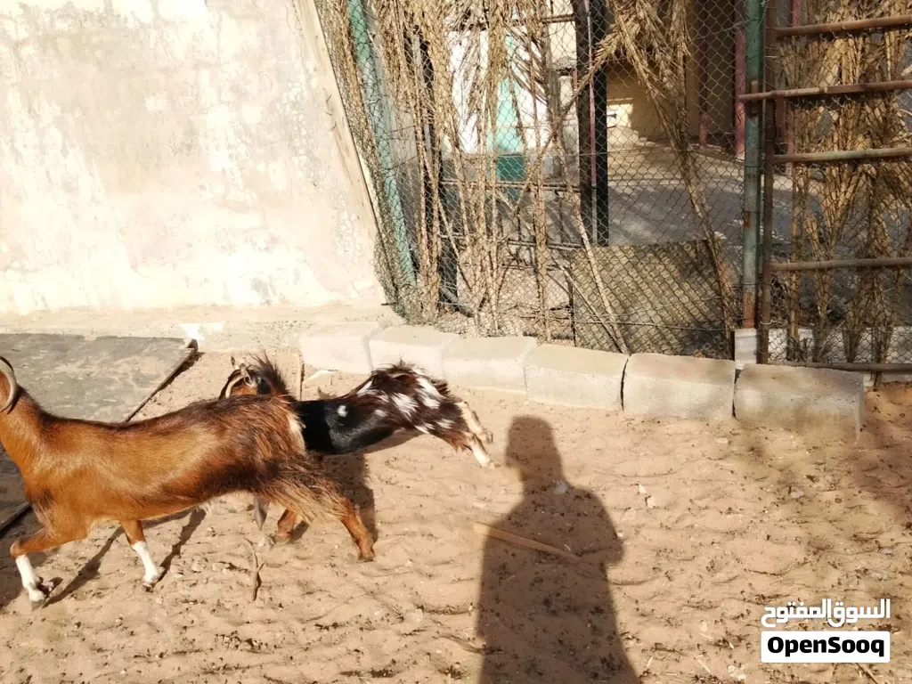 Goats sale Sharjah al zubair