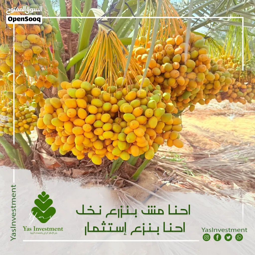 استلام فوري مساحات تبدأ من 2 فدان بالواحات استثمر في المضمون اوراق سلميه 100%
