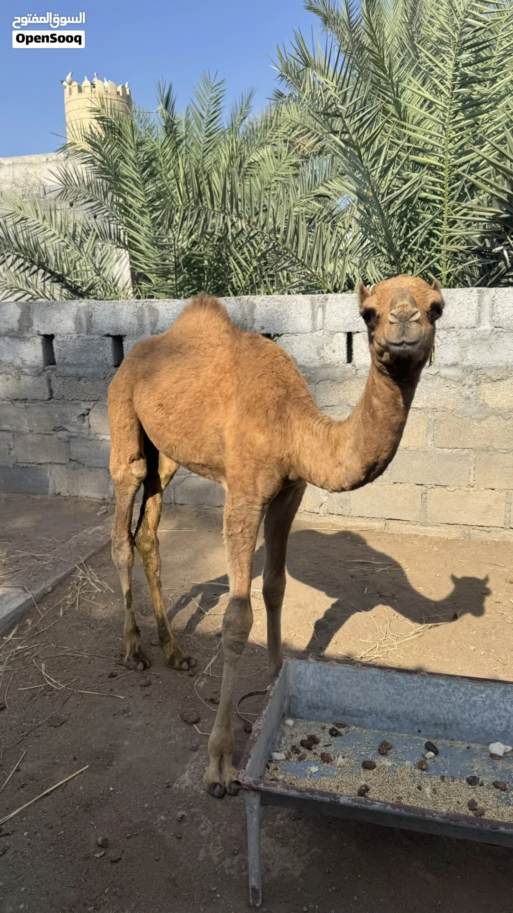 جعود سمييين