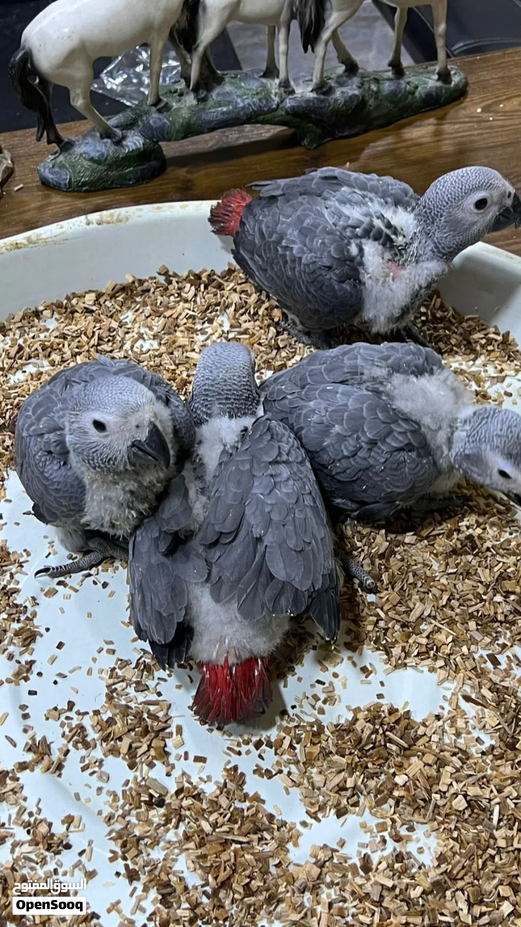افراخ كاسكو افريقي