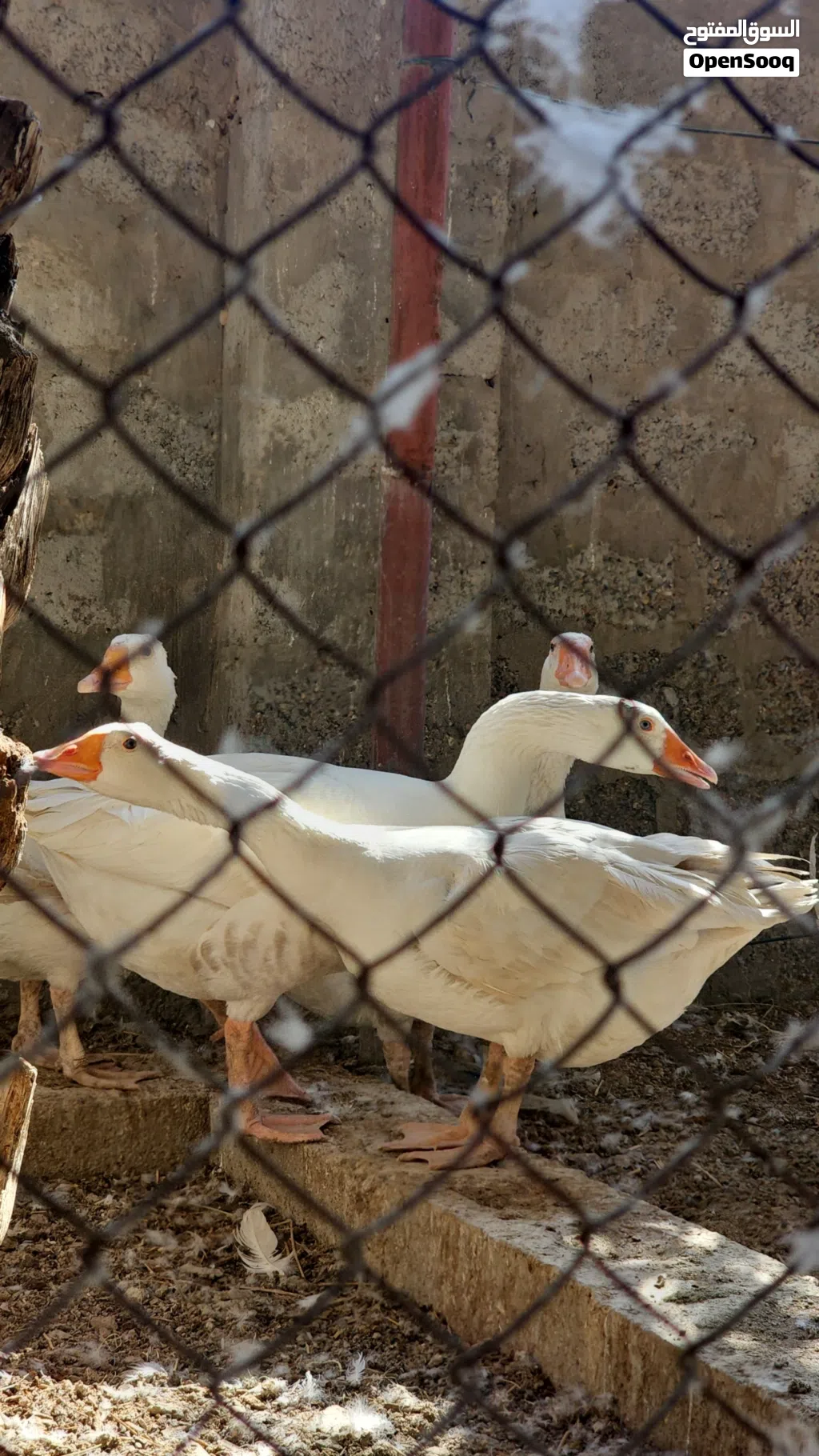 إوز للبيع بسعر ممتاز