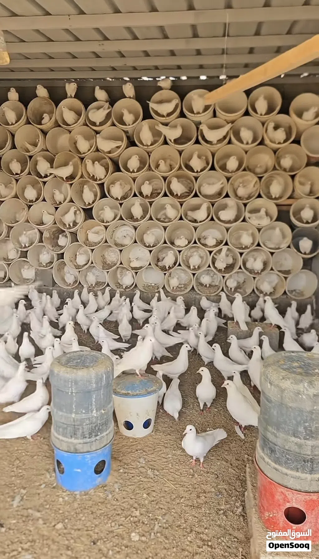 مطلوب حمام ابيض نفس ذوله بشتري بي الجملة بسعر يكون مناسب