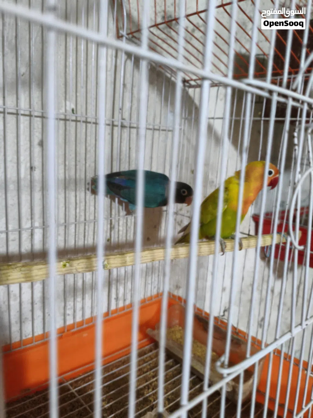 طيور غندورات للبيع