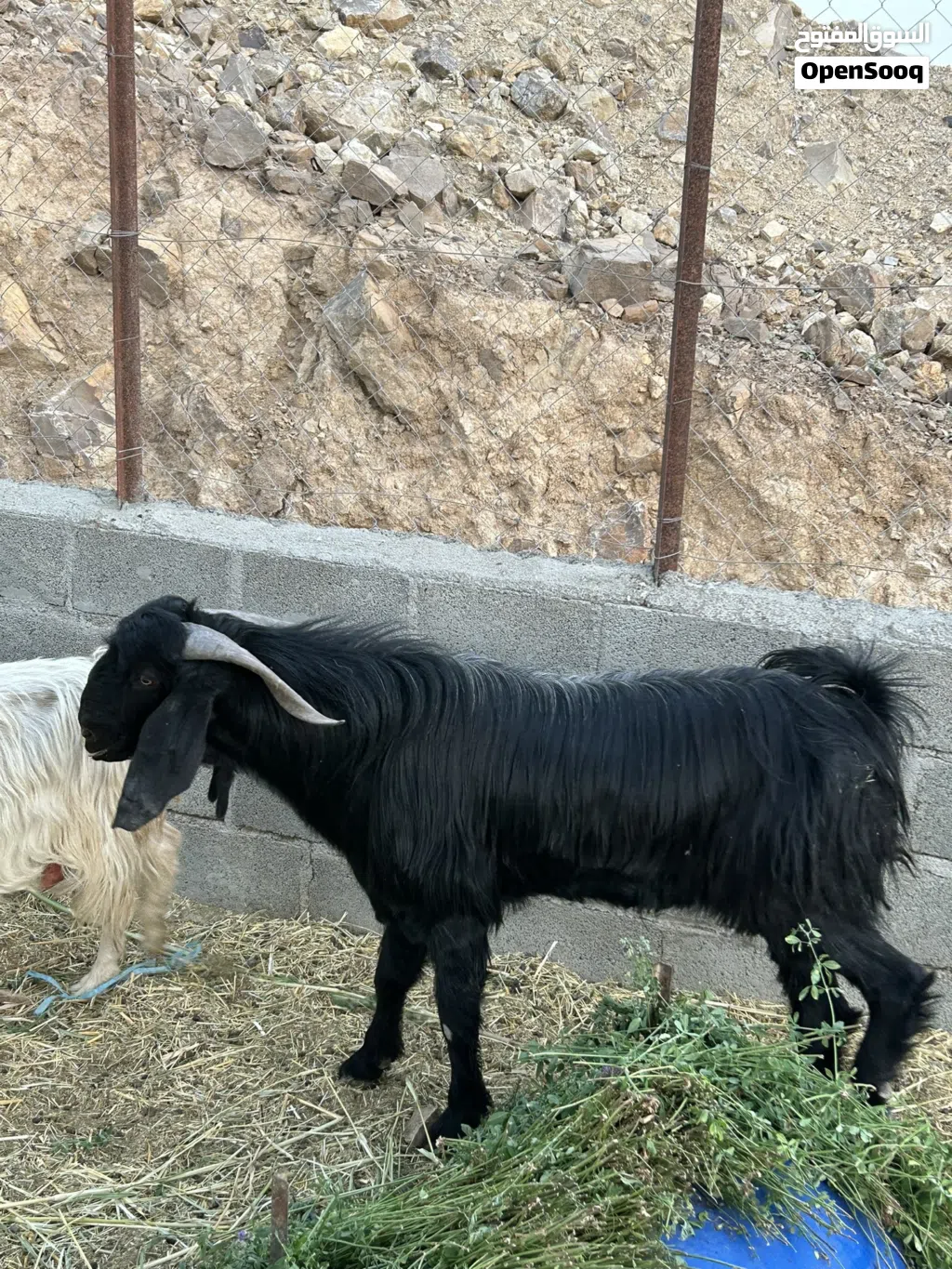 للبيع او سقب ما يناسب لحلال