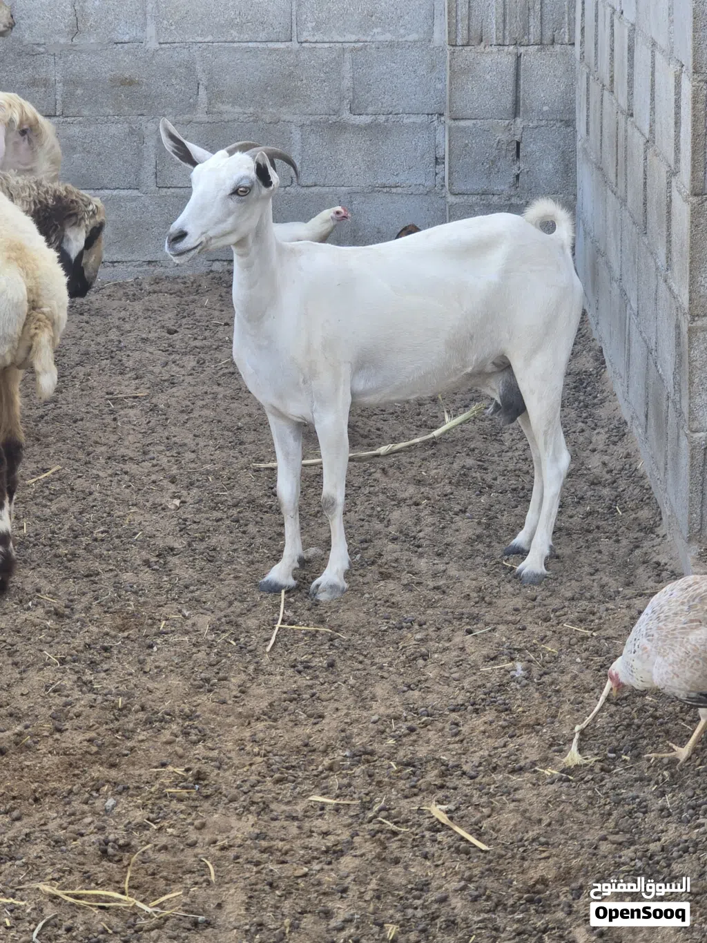ماعز صلالي الحجم الكبير