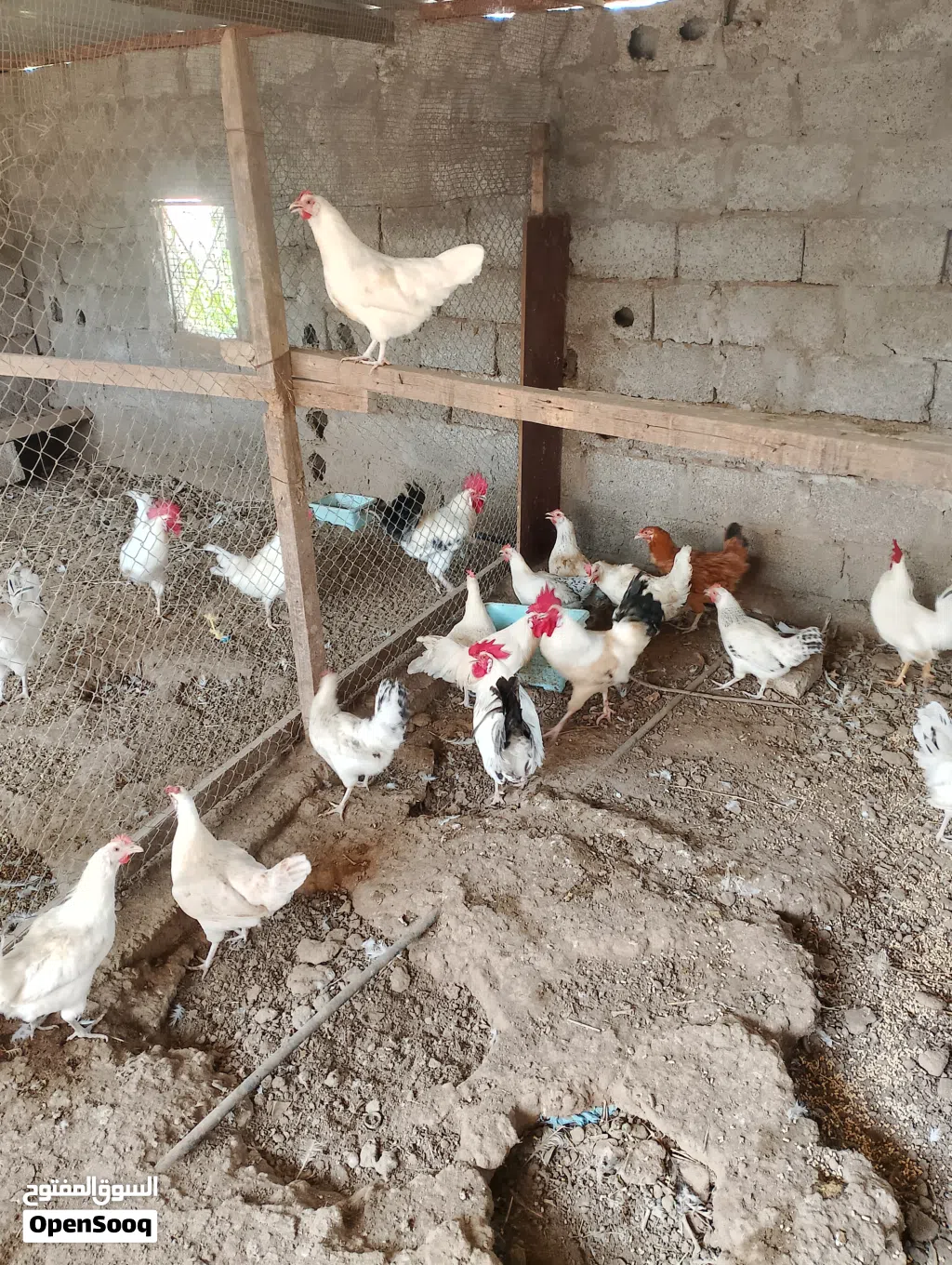 طيور للبيع