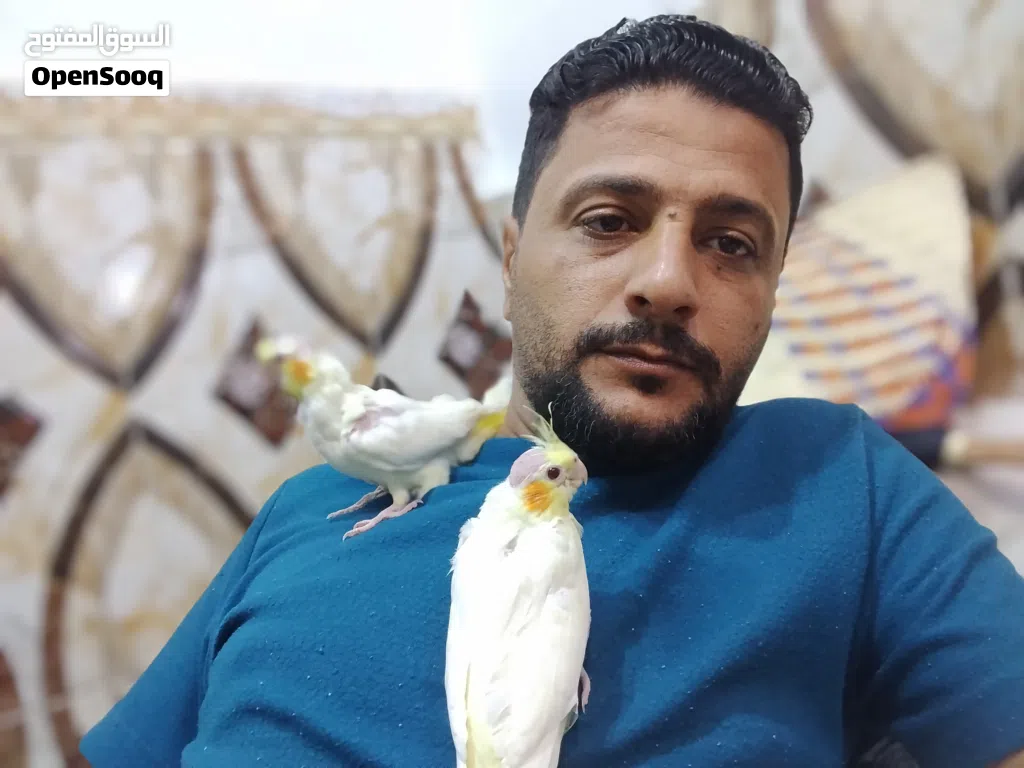 افراخ كوكتيل العمر 40 يوم