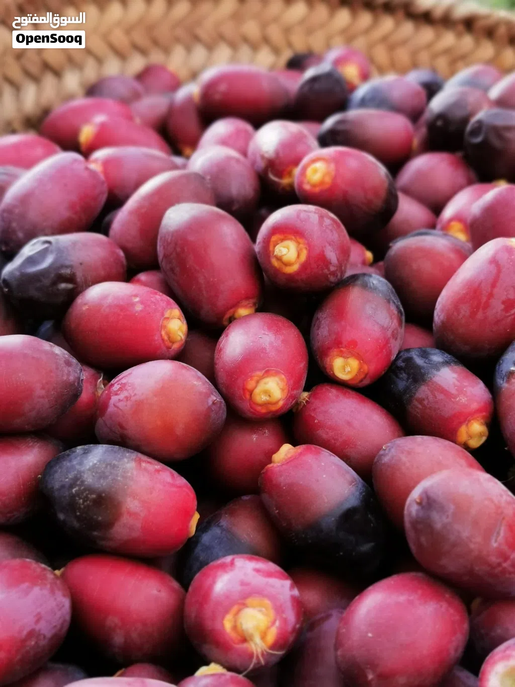 رطب خنيزي مسقط