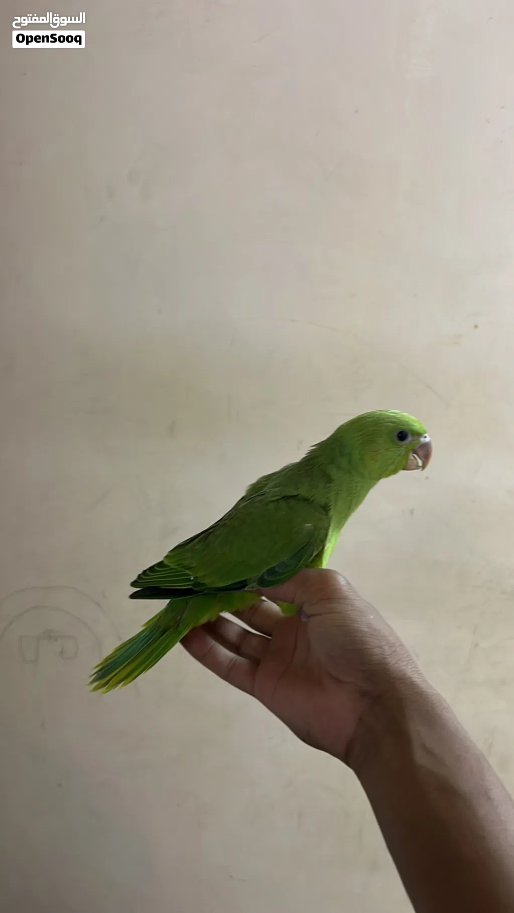 بغبغاء اليف