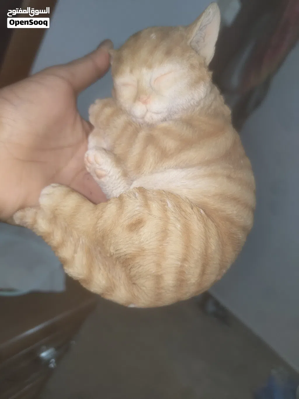 the cate shopis