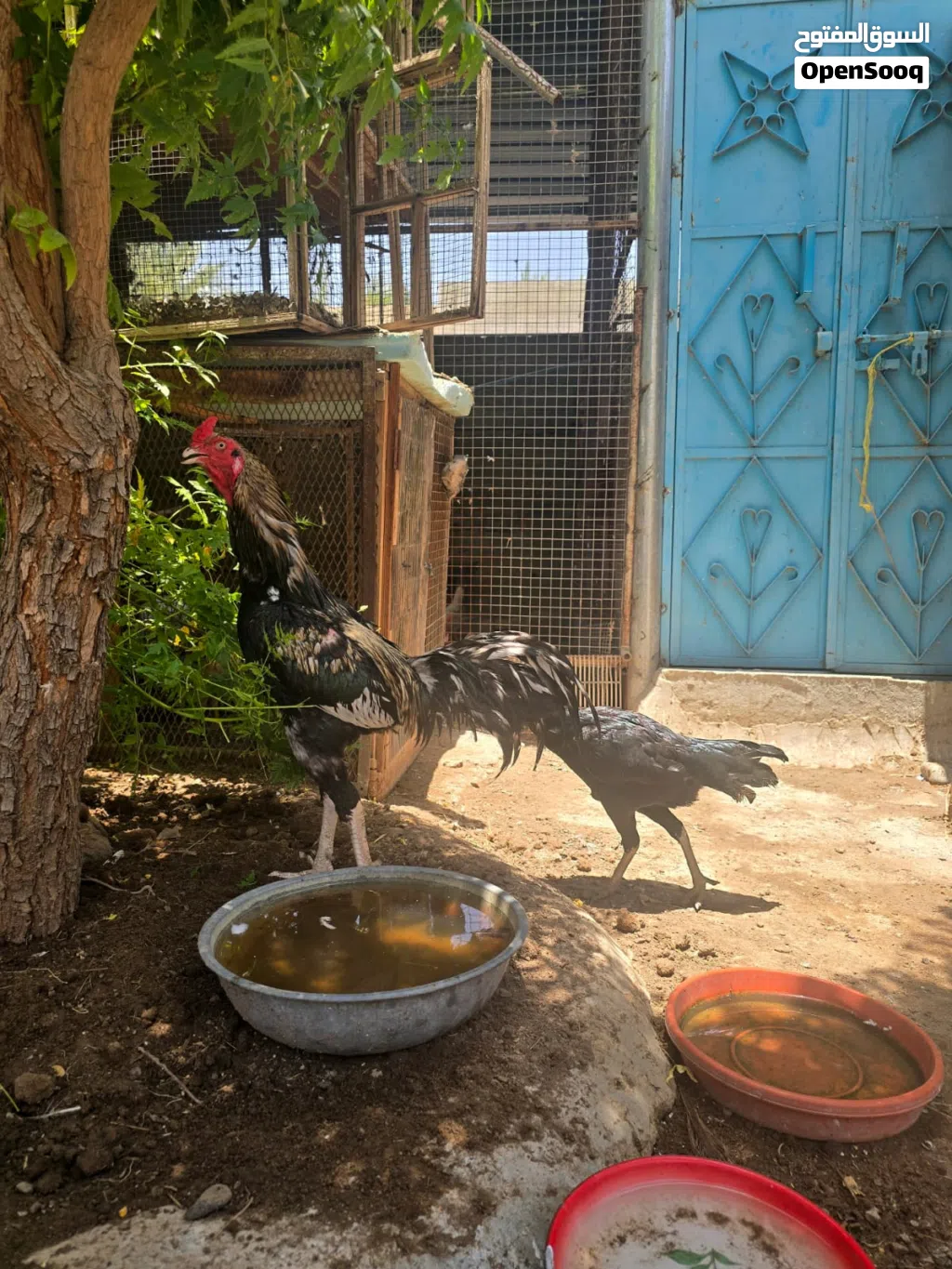 زوج دجاج باكستاني