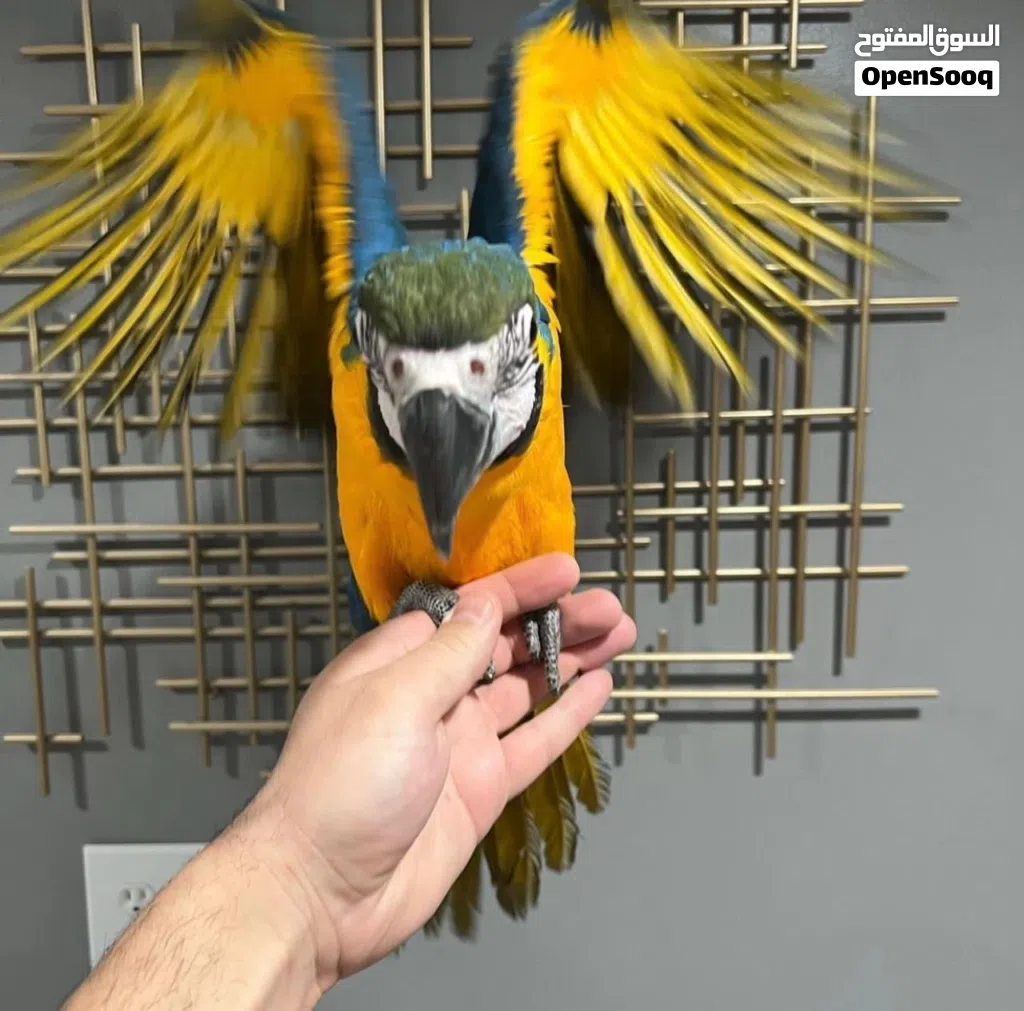 Hand-Raised Blue and Gold Macaw Babies for Sale: Tamed & Talking Delivery in Saudi Arabia and Kuwait