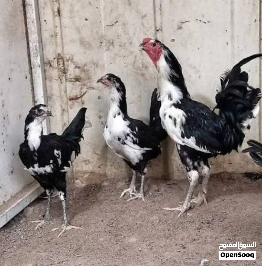 بوطاني اصلي