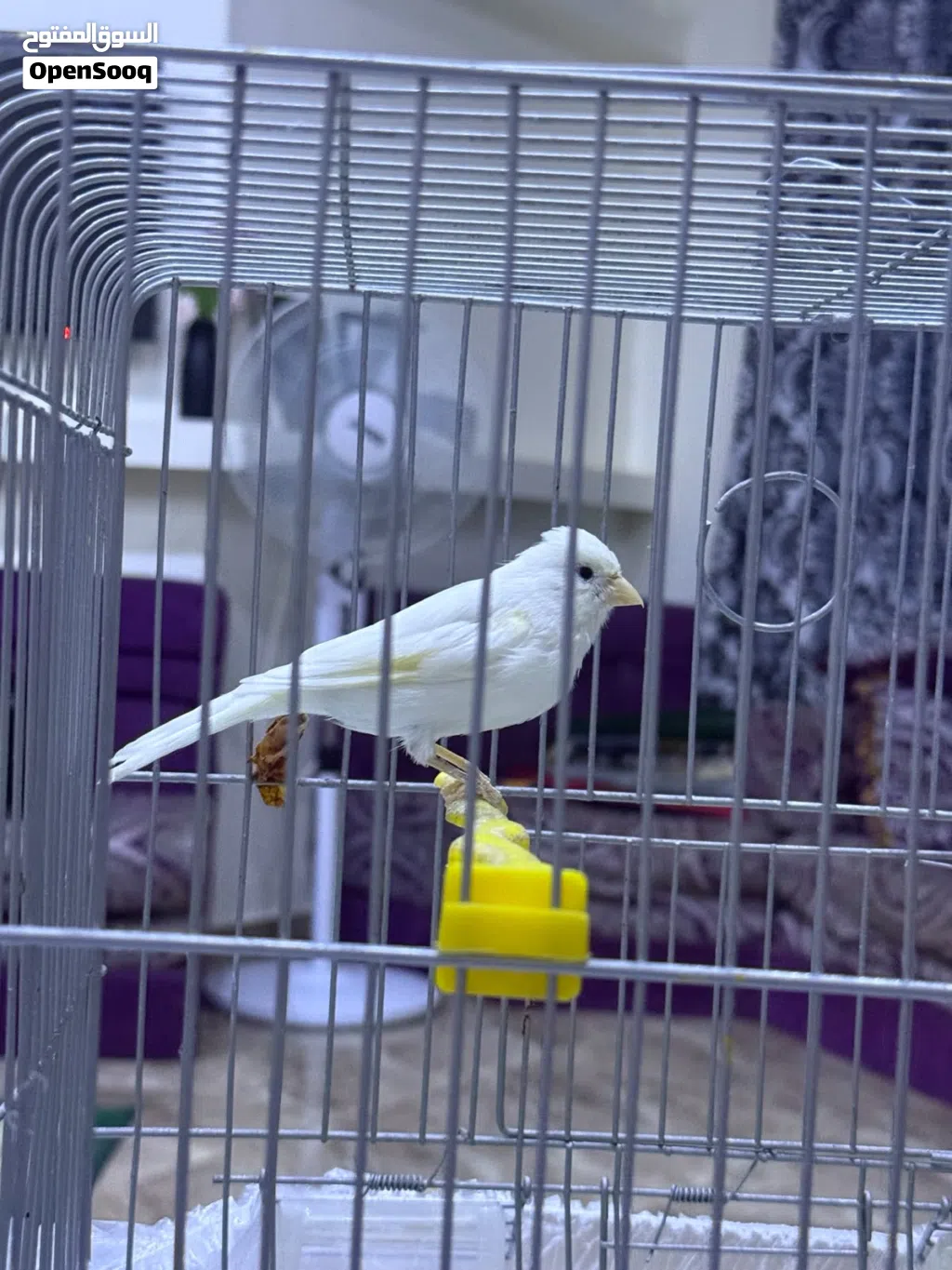 عصفور كناري