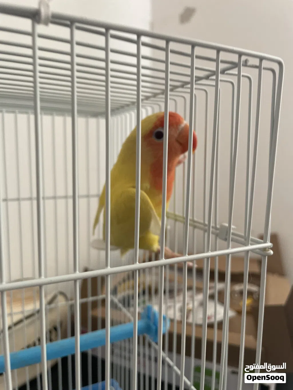 ببغاء روز للبيع
