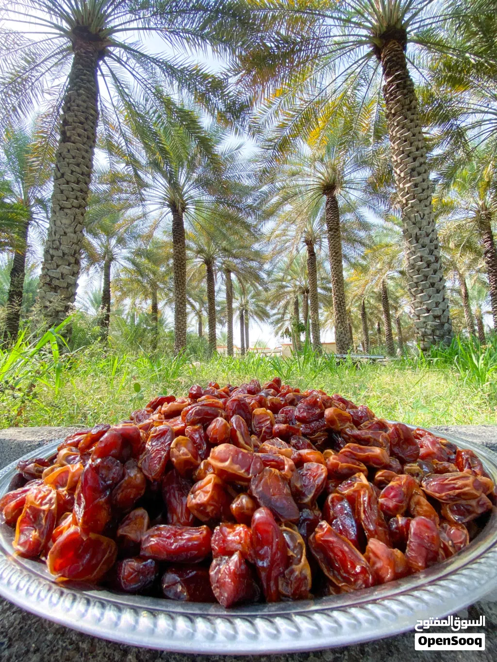 تمر خلاص ممتاز للبيع