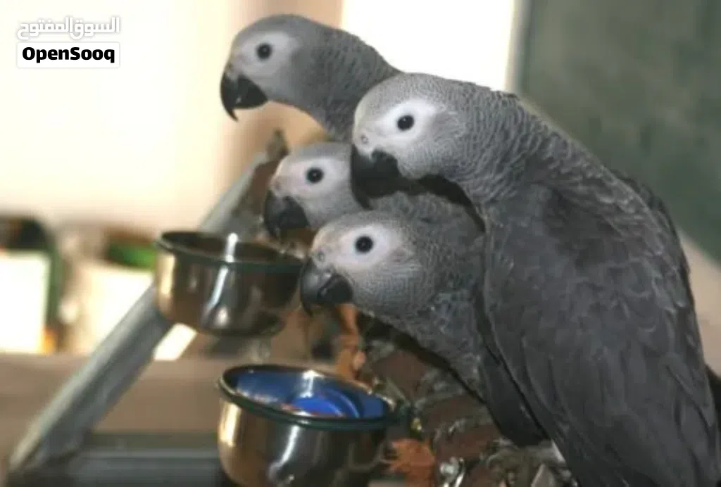 Congo African Grey Parrots – Hand-Reared & Captive Bred in the UAE