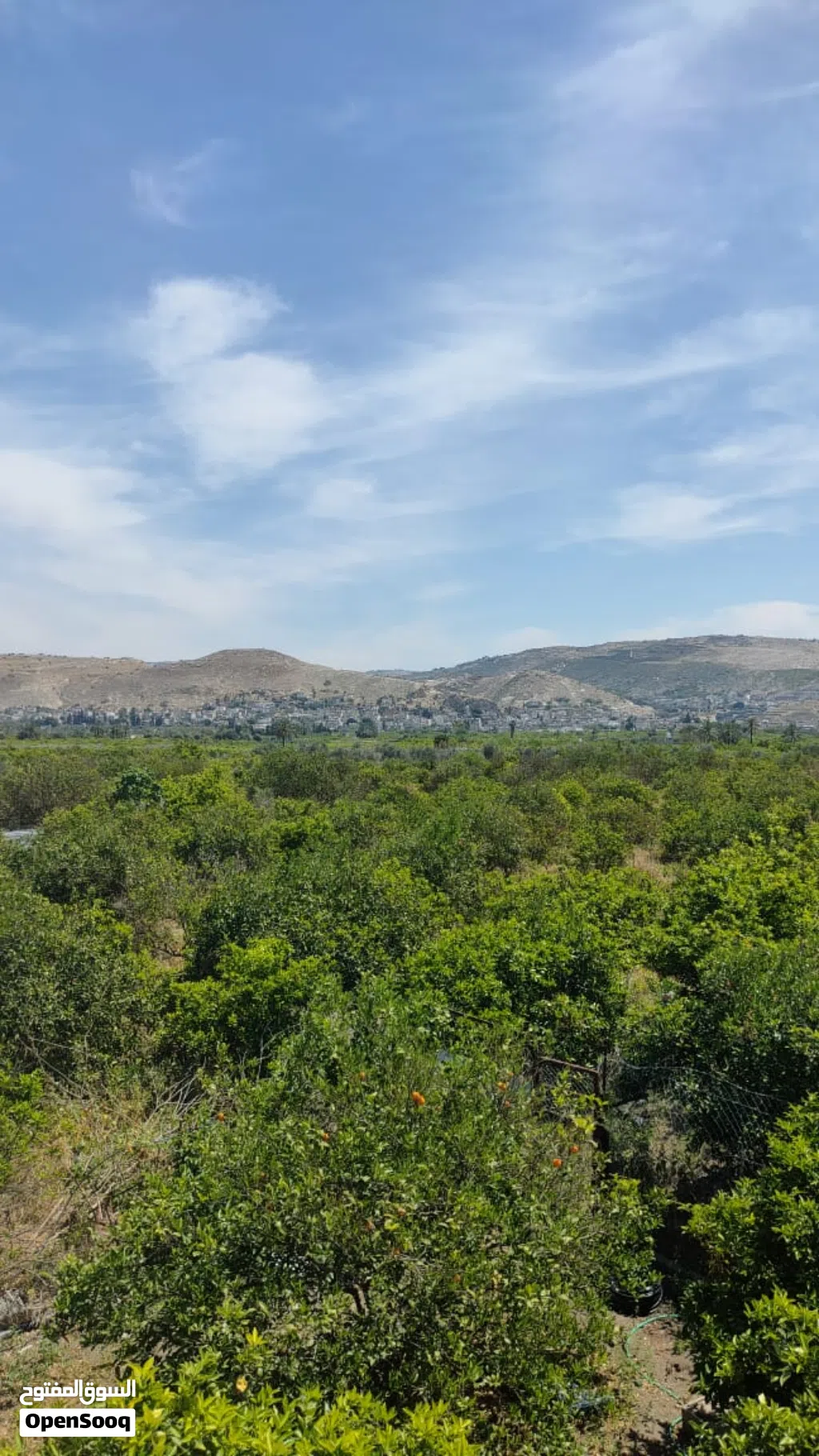 مزرعة حمضيات