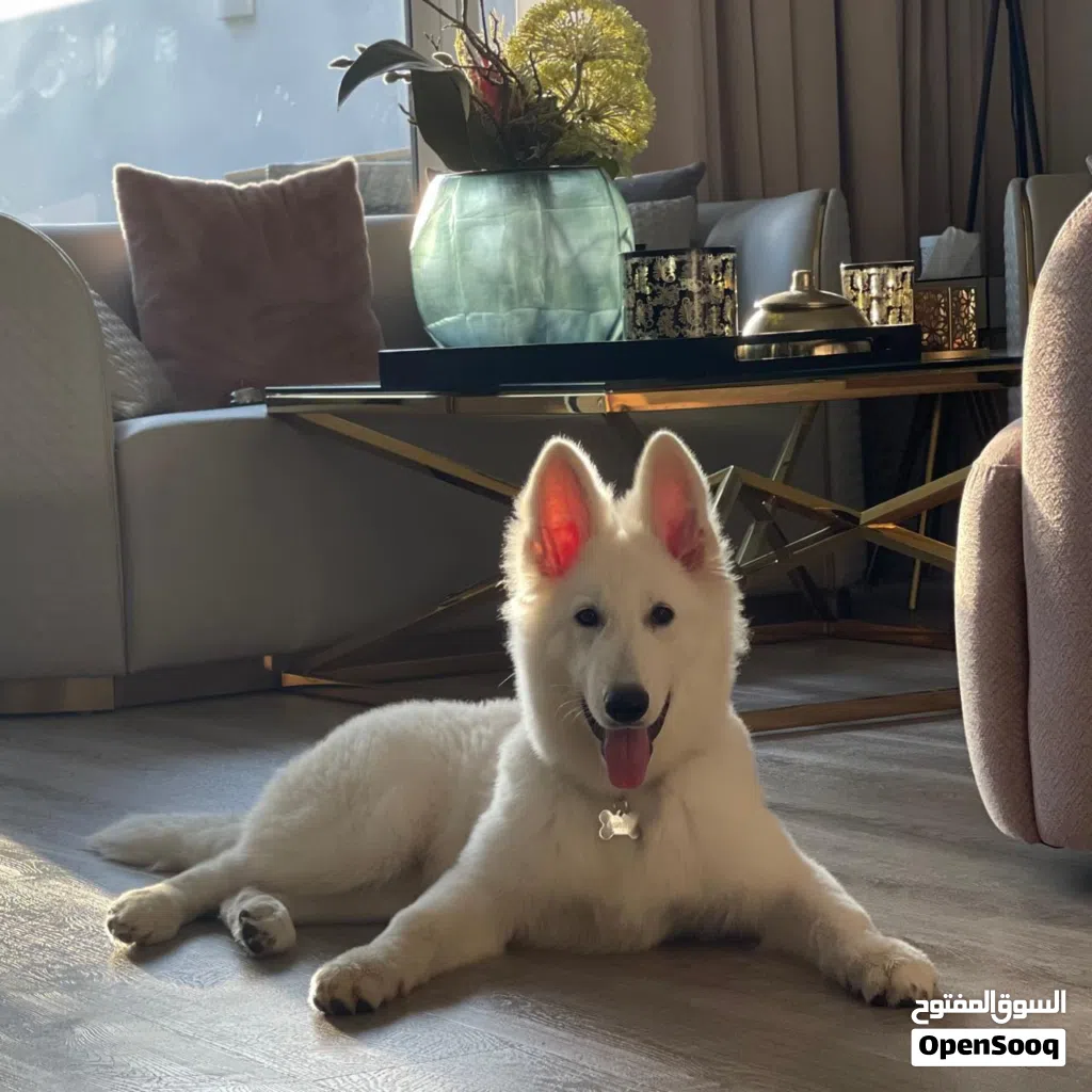 Swiss shepherd