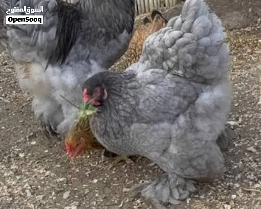 دجاج براهما جامبووو نخب اول نوادر