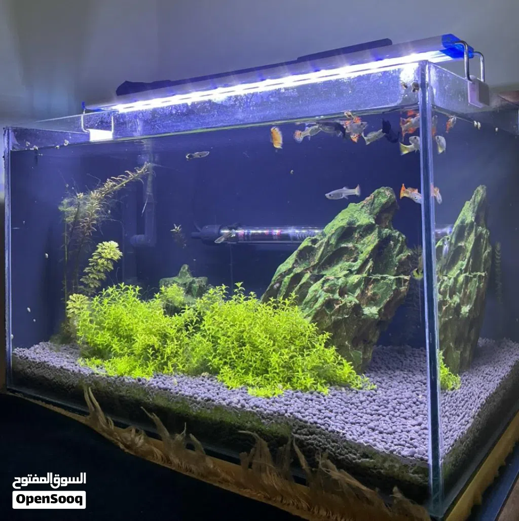 حوض سمك (30*30*50)