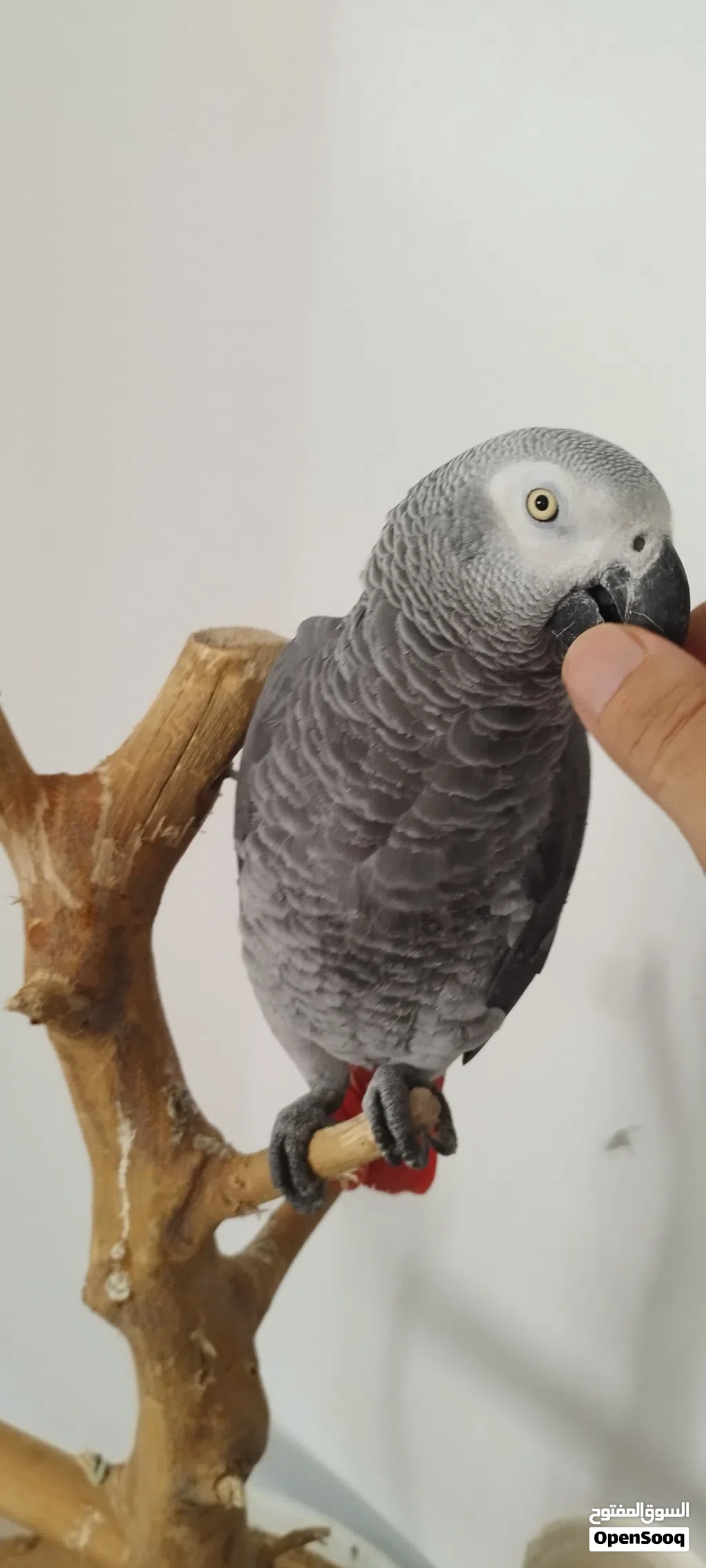 ببغاء للبيع