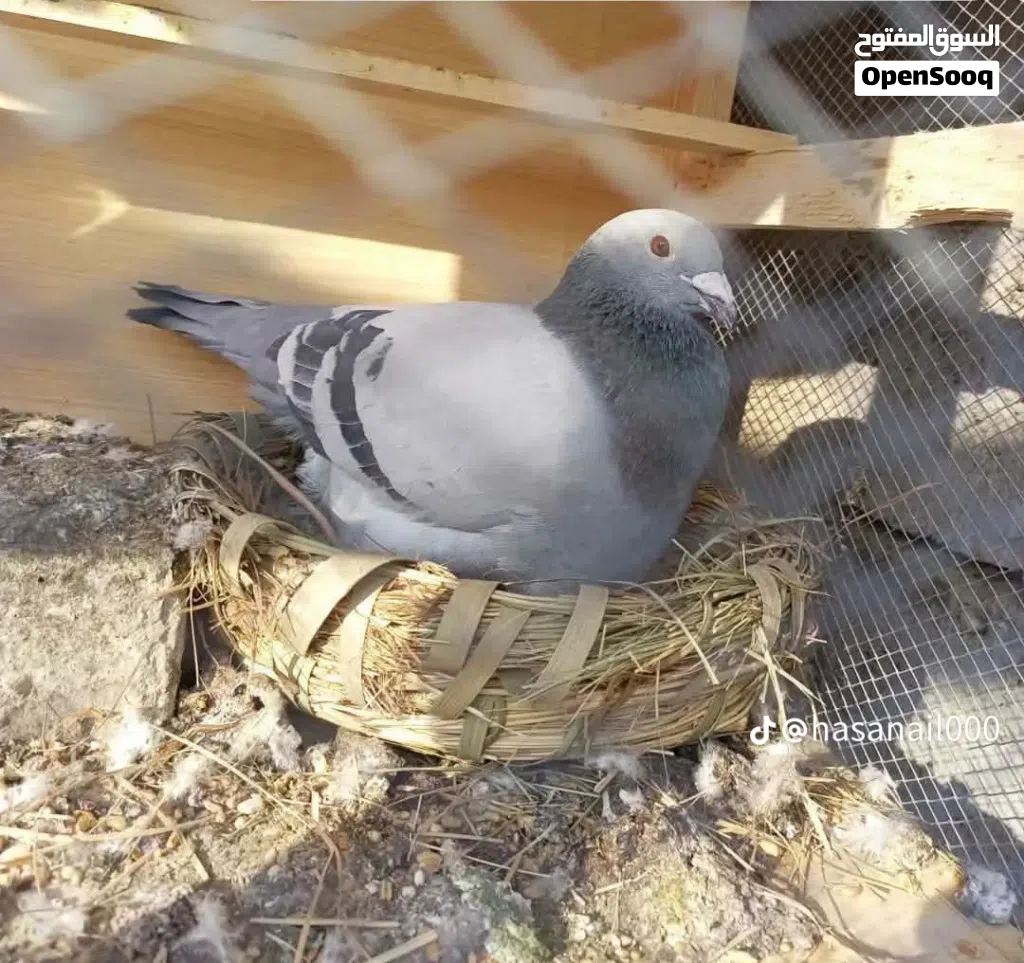 مطلوب جميع انواع الحمام الزينه